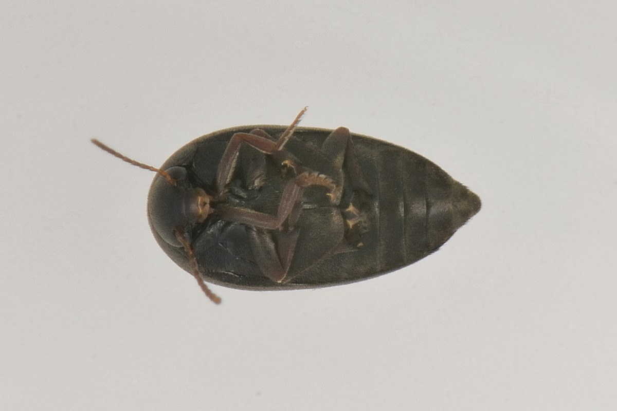 Eucinetus haemorroidalis - Eucinetidae